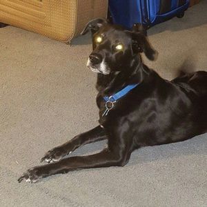 Meet your Posher, Jamie